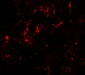 GDF1 Antibody
